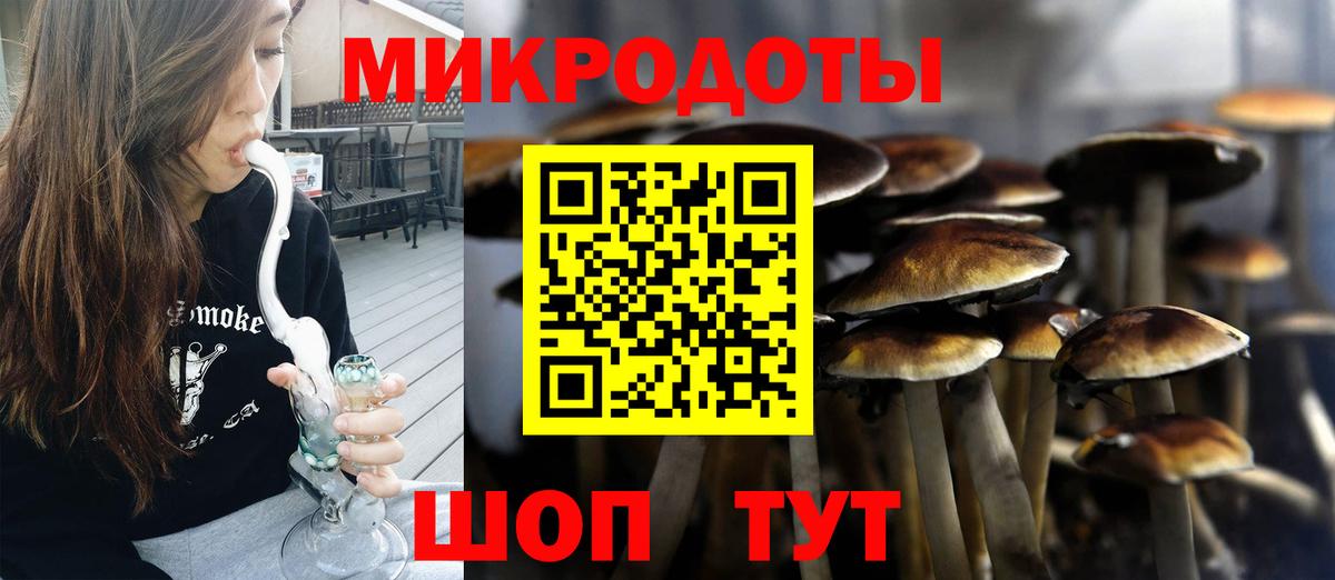Псилоцибиновые грибы Psilocybe Новочебоксарск